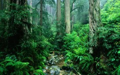 Desktop wallpaper. Nature. ID:29735