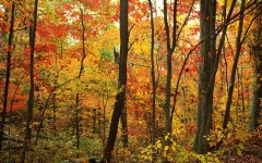 Desktop wallpaper. Nature. ID:29736