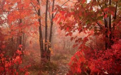 Desktop wallpaper. Nature. ID:29748