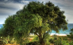 Desktop wallpaper. Nature. ID:29750