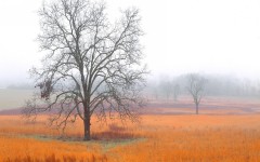 Desktop wallpaper. Nature. ID:29754