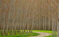 Desktop image. Nature. ID:29761