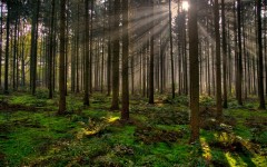 Desktop wallpaper. Nature. ID:29806