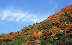 Desktop wallpaper. Nature. ID:29808