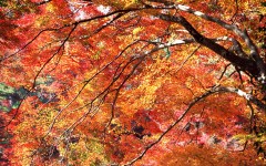Desktop wallpaper. Nature. ID:29817