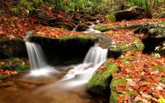 Desktop image. Nature. ID:29822