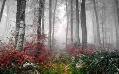 Desktop image. Nature. ID:29826
