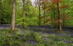 Desktop image. Nature. ID:29827