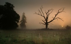Desktop wallpaper. Nature. ID:29854