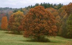 Desktop wallpaper. Nature. ID:29856