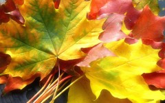 Desktop wallpaper. Nature. ID:29863