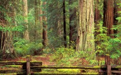 Desktop wallpaper. Nature. ID:29875