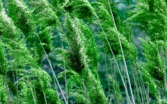Desktop wallpaper. Nature. ID:29889