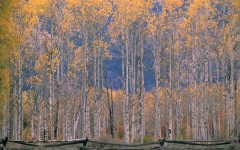 Desktop wallpaper. Nature. ID:29890