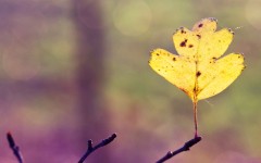 Desktop wallpaper. Nature. ID:29904