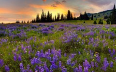 Desktop wallpaper. Nature. ID:29923