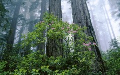 Desktop wallpaper. Nature. ID:29929