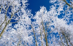 Desktop wallpaper. Nature. ID:29935