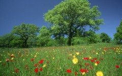 Desktop wallpaper. Nature. ID:29956