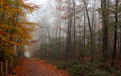 Desktop wallpaper. Nature. ID:29963