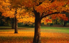 Desktop wallpaper. Nature. ID:29971