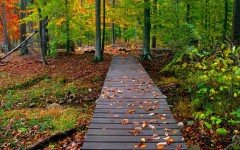 Desktop image. Nature. ID:29983