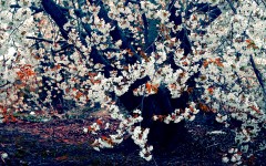 Desktop image. Nature. ID:29984