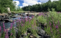 Desktop wallpaper. Nature. ID:29989