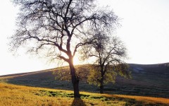 Desktop wallpaper. Nature. ID:29991
