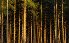 Desktop wallpaper. Nature. ID:29992