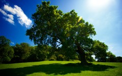 Desktop wallpaper. Nature. ID:30007