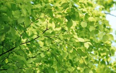 Desktop wallpaper. Nature. ID:30013
