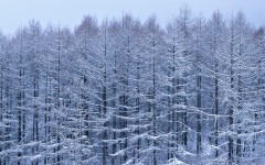 Desktop wallpaper. Nature. ID:30016