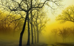 Desktop wallpaper. Nature. ID:30042