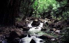 Desktop wallpaper. Nature. ID:30048