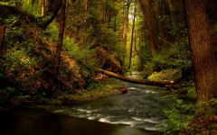 Desktop wallpaper. Nature. ID:30056