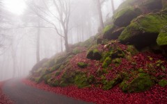 Desktop wallpaper. Nature. ID:50760