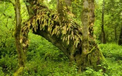 Desktop wallpaper. Nature. ID:30061