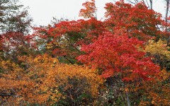 Desktop wallpaper. Nature. ID:30065