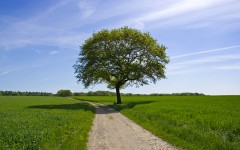 Desktop wallpaper. Nature. ID:30075