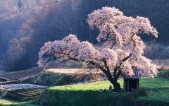 Desktop wallpaper. Nature. ID:30092