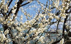 Desktop image. Nature. ID:30120