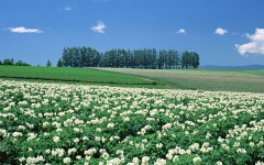 Desktop wallpaper. Nature. ID:30121