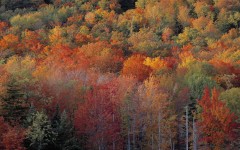 Desktop wallpaper. Nature. ID:30126