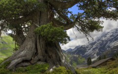 Desktop wallpaper. Nature. ID:30135