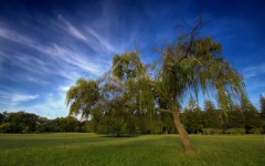 Desktop wallpaper. Nature. ID:30138