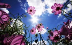 Desktop wallpaper. Nature. ID:30140