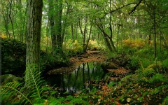 Desktop wallpaper. Nature. ID:30169