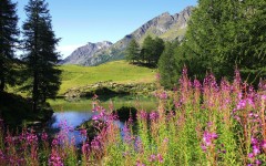 Desktop wallpaper. Nature. ID:30172