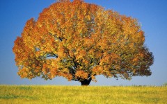 Desktop wallpaper. Nature. ID:30180